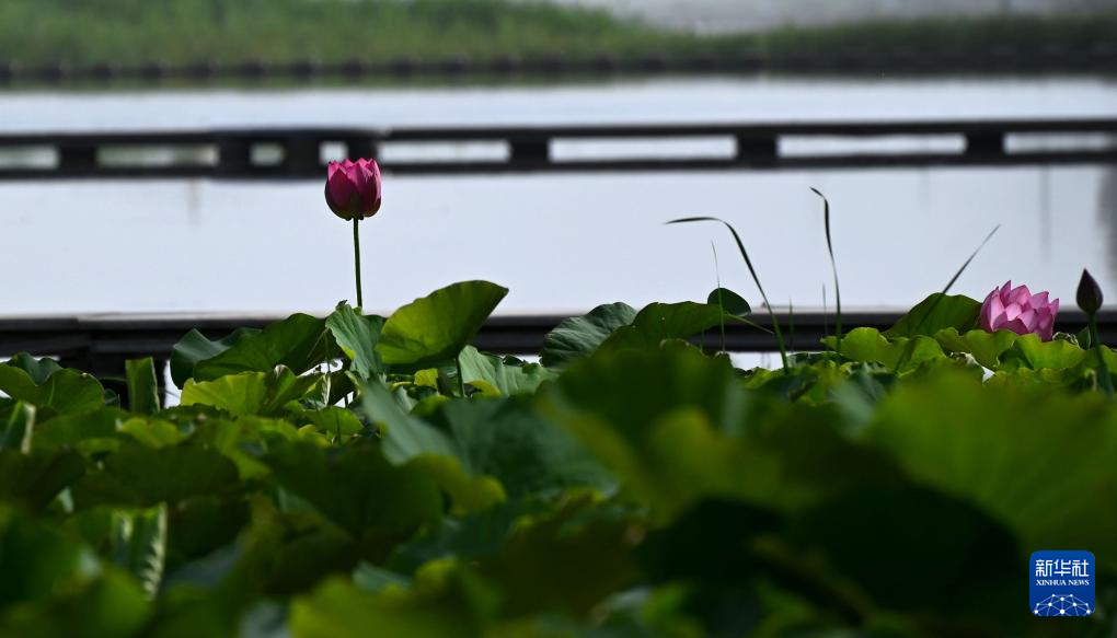 浮香绕曲岸 圆影覆华池