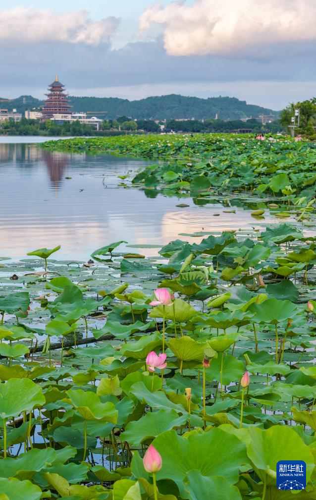 浮香绕曲岸 圆影覆华池