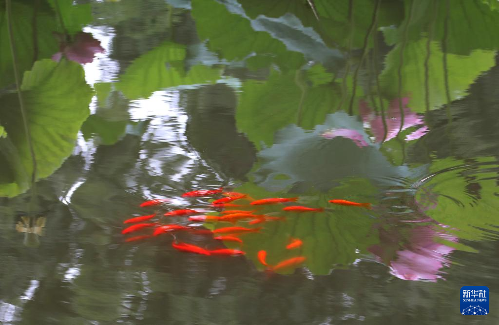 浮香绕曲岸 圆影覆华池