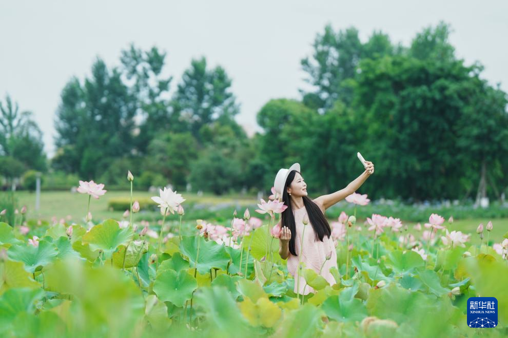 浮香绕曲岸 圆影覆华池