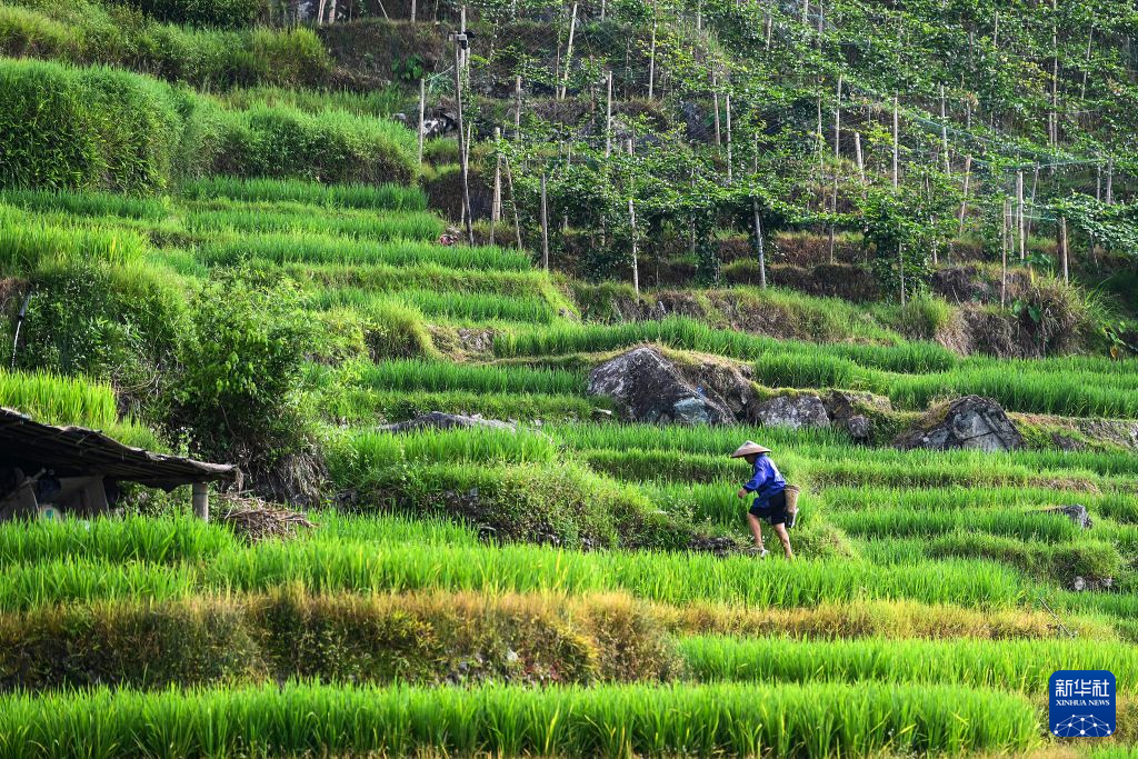 老外爱上在这里“干农活”